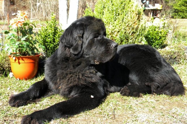 Фото: ньюфаундленд Акватория Келвин Кадриль (Aquatoriya Kelvin Kadril)