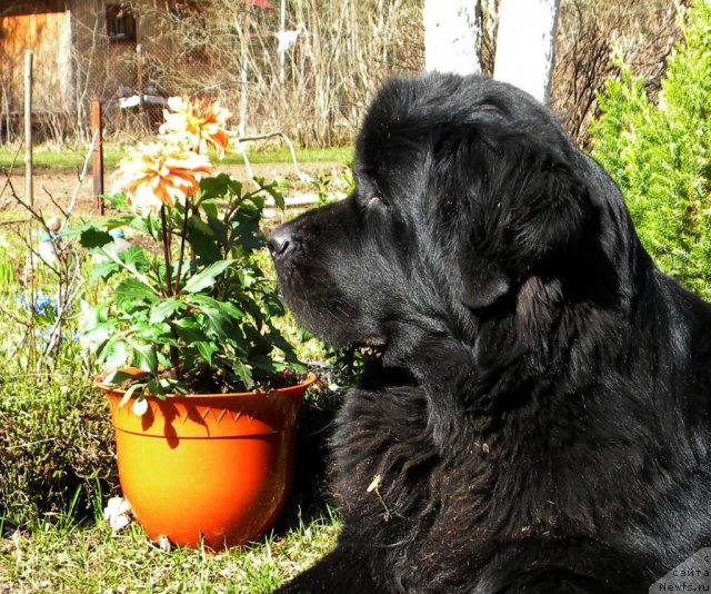 Фото: ньюфаундленд Акватория Келвин Кадриль (Aquatoriya Kelvin Kadril)