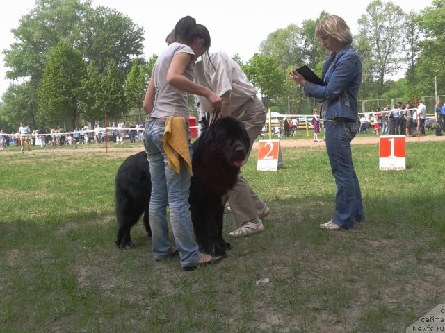 Фото: ньюфаундленд Лесли-Сиа Фловер (Leslley-Sia Flover)