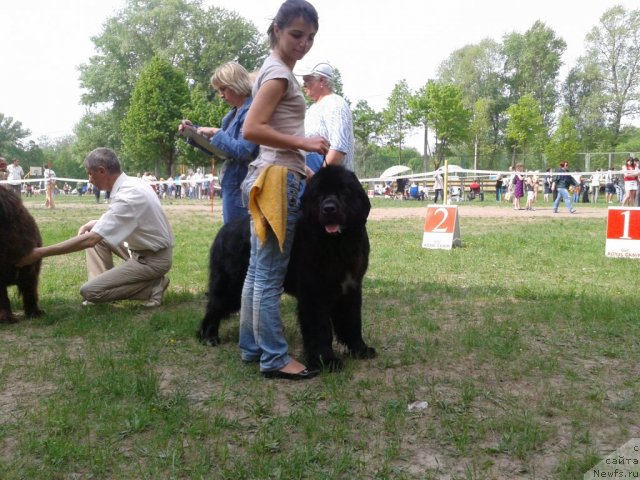 Фото: ньюфаундленд Лесли-Сиа Фловер (Leslley-Sia Flover), Марина Полевик