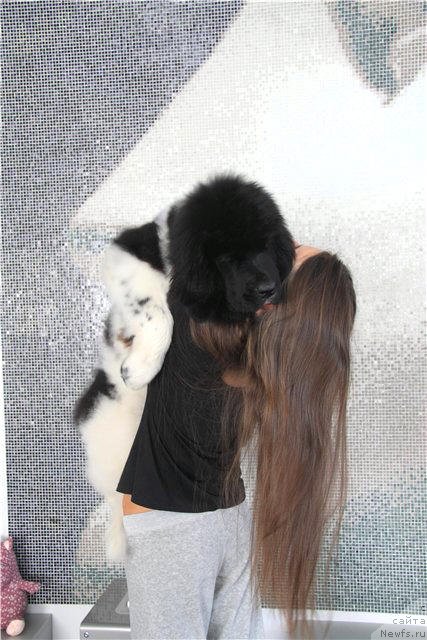 Фото: ньюфаундленд Черный Шарм Веллингтон