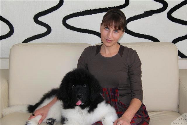 Фото: ньюфаундленд Черный Шарм Веллингтон