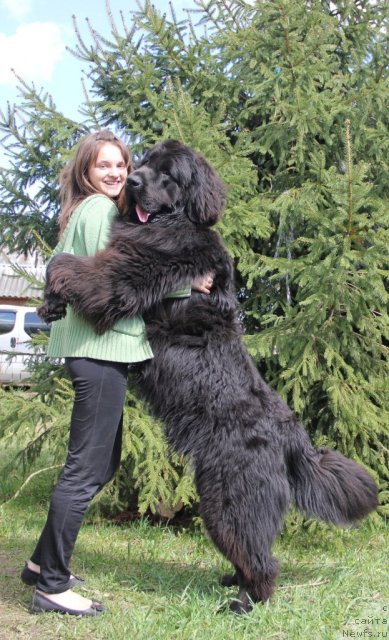 Фото: ньюфаундленд Питерньюф Еверест, Маргарита Долотова