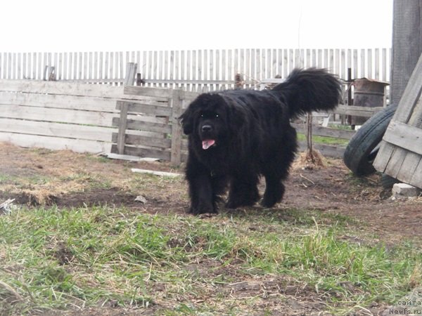 Фото: ньюфаундленд Ньюфорт Магия Любви