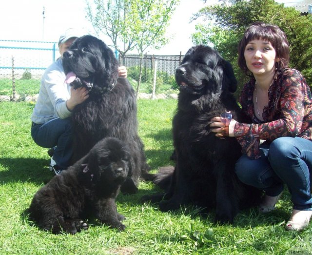 Фото: Татьяна Кугель, ньюфаундленд Пчёлкин Дом Вениамин (Pchiolkin Dom Veniamin), ньюфаундленд Тужур Бель, ньюфаундленд Чудная Красавица