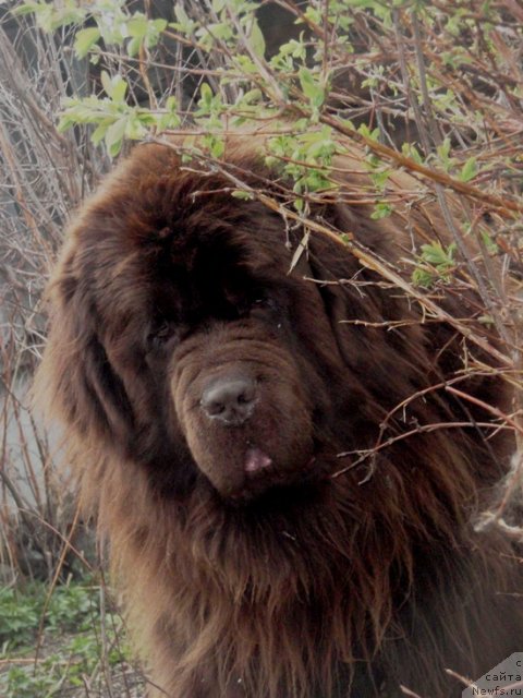 Фото: ньюфаундленд Супер Премиум Брабус