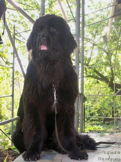 Фото: ньюфаундленд Velyke Malyatko Rytm Sertsya