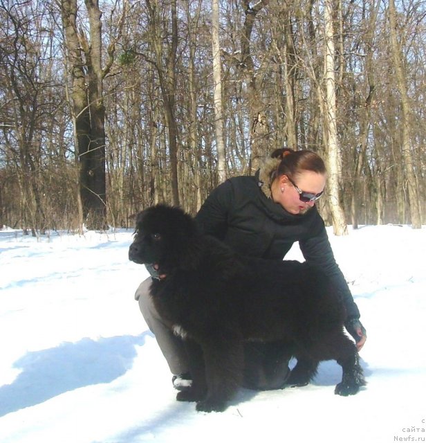 Фото: ньюфаундленд Velyke Malyatko Ruta Plavuсha Vedmedytsуa