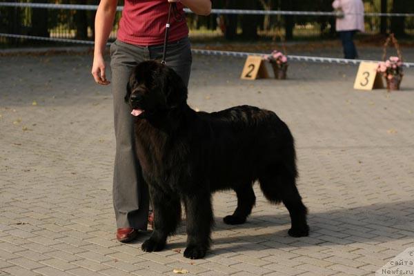 Фото: ньюфаундленд Elfa Eriadna