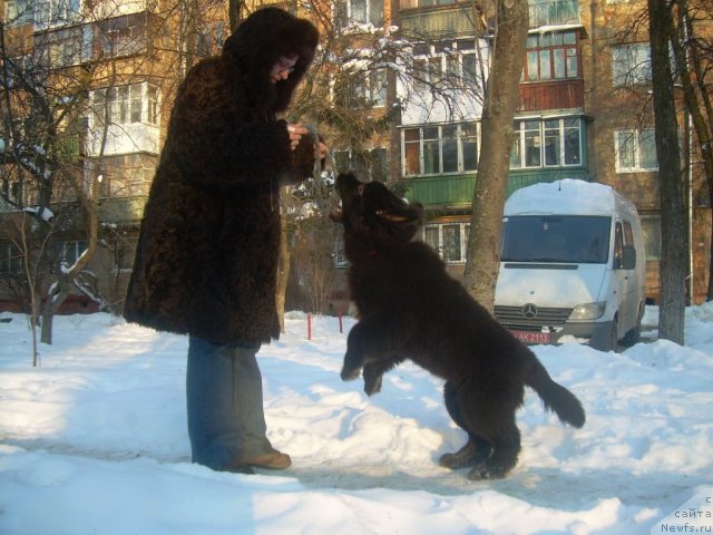 Фото: ньюфаундленд Velyke Malyatko Ruta Plavuсha Vedmedytsуa