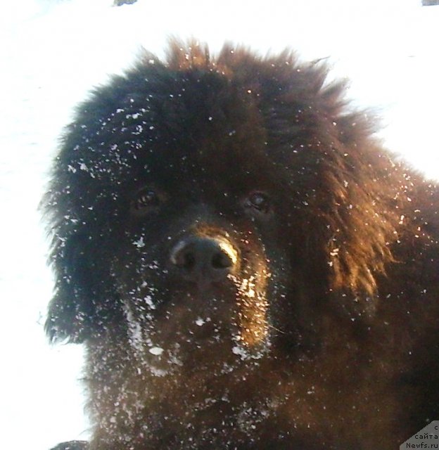 Фото: ньюфаундленд Velyke Malyatko Ruta Plavuсha Vedmedytsуa