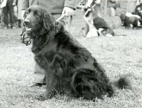 Фото: ньюфаундленд Бекки