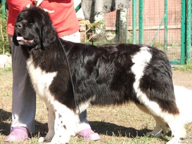 Фото: ньюфаундленд Плюшевая Панда Улыбка Леди Шарм (Plushevaya Panda Ulybka Ledi Scharm)