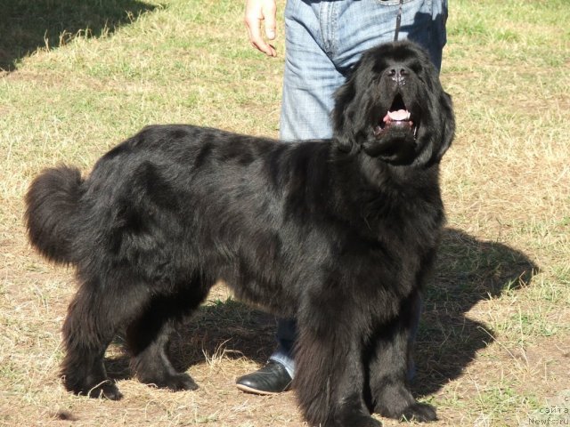 Фото: ньюфаундленд Плюшевая Панда Роскошная Леди Диана (Plushevaya Panda Roskoshnaya Lady Diana)