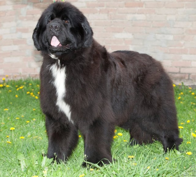 Фото: ньюфаундленд Black Clouds Harry Houdini at Stealbears