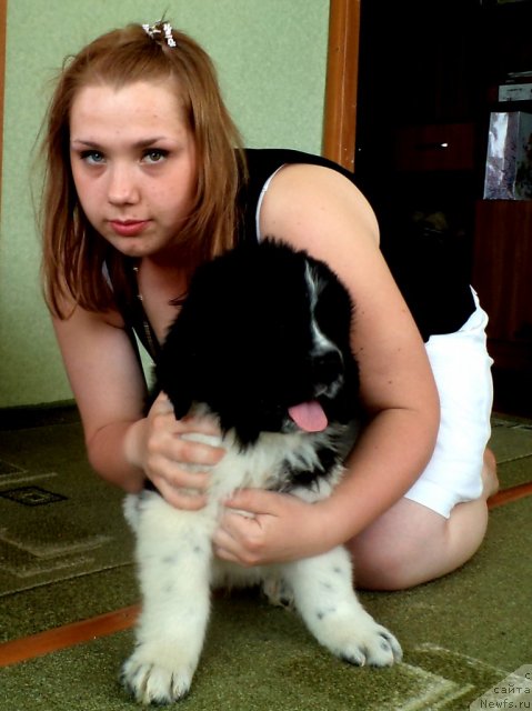 Фото: ньюфаундленд Питерньюф Хубба-Бубба