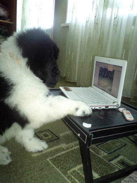 Фото: ньюфаундленд Питерньюф Хубба-Бубба