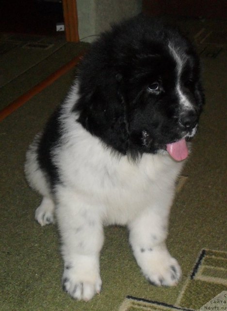 Фото: ньюфаундленд Питерньюф Хубба-Бубба