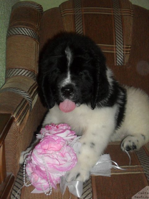 Фото: ньюфаундленд Питерньюф Хубба-Бубба