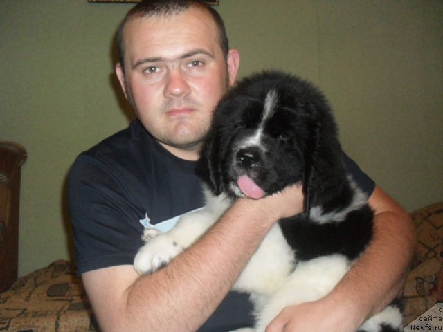 Фото: ньюфаундленд Питерньюф Хубба-Бубба, Владимир Слепченко