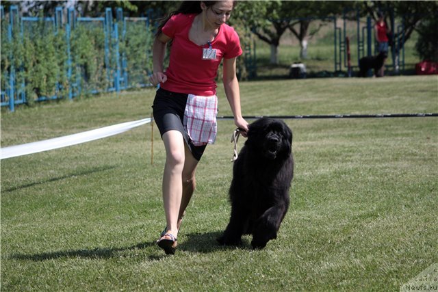 Фото: ньюфаундленд Aphina Sozvezdie Istini