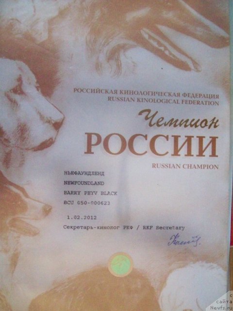 Фото: ньюфаундленд Барри Пейв Блэк (Barry Peyv Black)