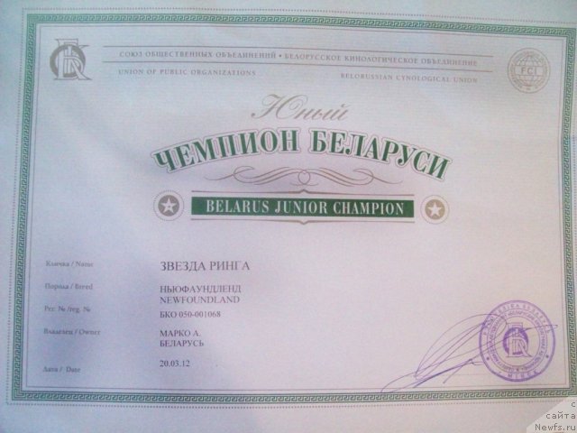 Фото: ньюфаундленд Звезда Ринга
