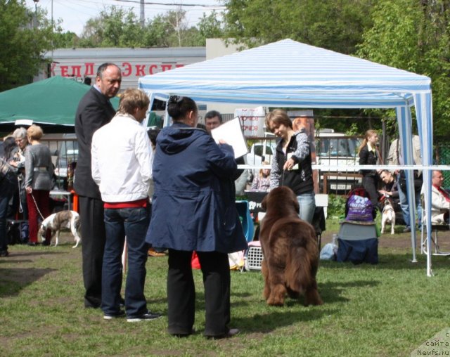 Фото: ньюфаундленд Черный Шарм Ангельская Красота (Chernyi Sharm Angel'skaya Krasota)