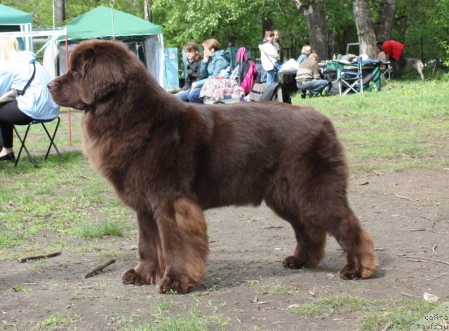 Фото: ньюфаундленд Черный Шарм Ангельская Красота (Chernyi Sharm Angel'skaya Krasota)