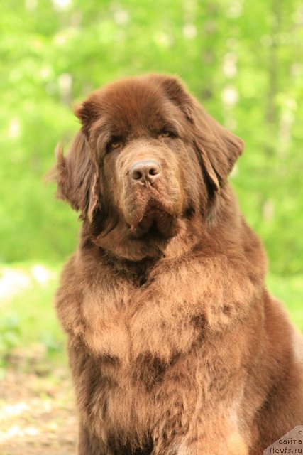 Фото: ньюфаундленд Черный Шарм Ангельская Красота (Chernyi Sharm Angel'skaya Krasota)