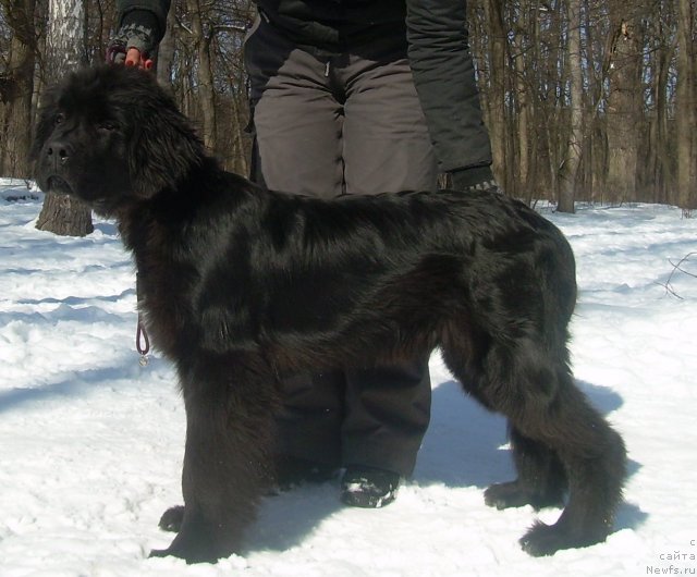 Фото: ньюфаундленд Velyke Malyatko Ranok Udaсhi