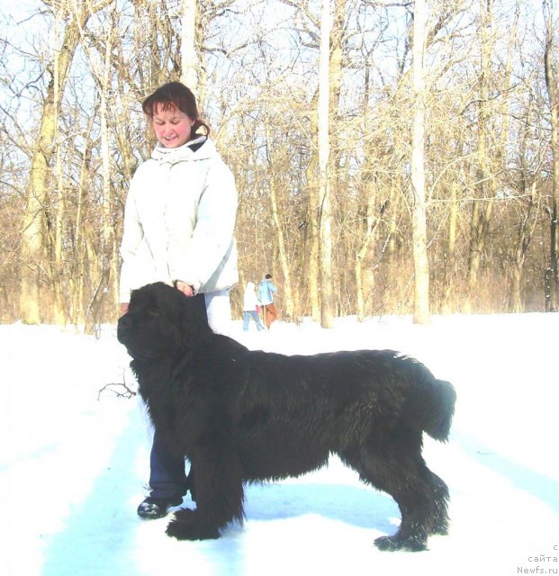 Фото: ньюфаундленд Velyke Malyatko Yasnooka Pannochka