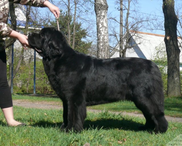 Фото: ньюфаундленд Skippers Urgent Need for Donat's Pride