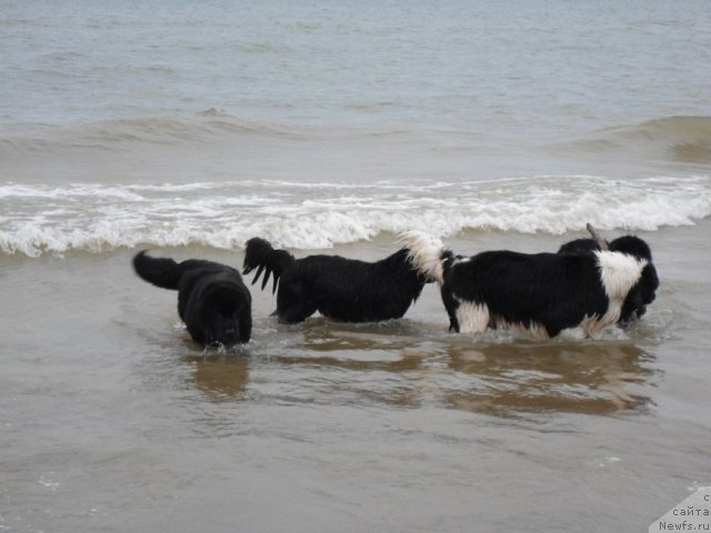 Фото: ньюфаундленд Звезда Ростова с Берега Дона (Zvezda Rostova s Berega Dona), ньюфаундленд Сажа с Берега Дона (Sazha s Berega Dona), ньюфаундленд Zidan Clark Zvezdnij Dar, ньюфаундленд Звездный Дар Агасси (Zvezdnij Dar Agassi)