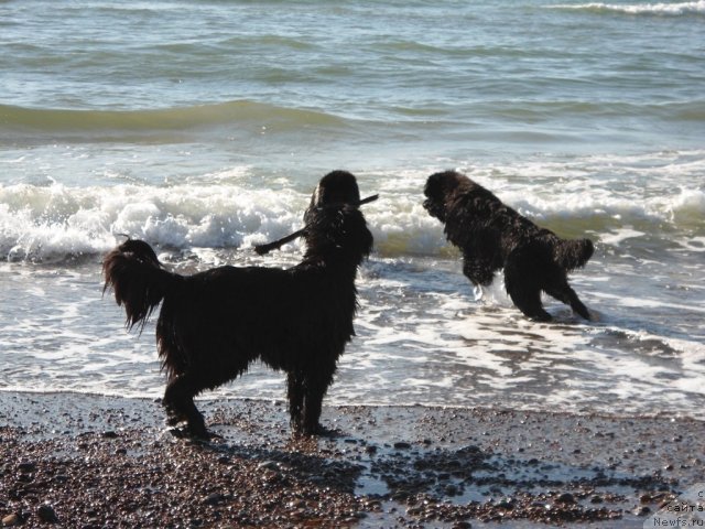 Фото: ньюфаундленд Сажа с Берега Дона (Sazha s Berega Dona), ньюфаундленд Звездный Дар Агасси (Zvezdnij Dar Agassi), ньюфаундленд Zidan Clark Zvezdnij Dar