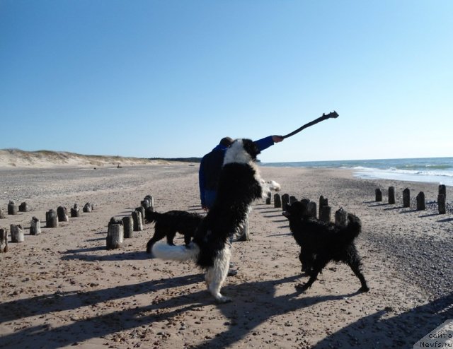 Фото: ньюфаундленд Zidan Clark Zvezdnij Dar, ньюфаундленд Звездный Дар Агасси (Zvezdnij Dar Agassi), ньюфаундленд Сажа с Берега Дона (Sazha s Berega Dona)