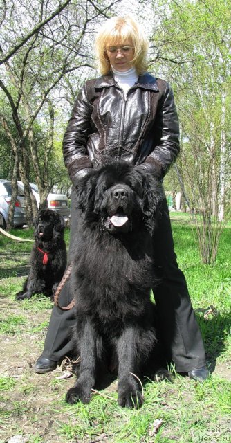 Фото: ньюфаундленд Фанньюф Уилгрэм Сэр, Елена Бакова