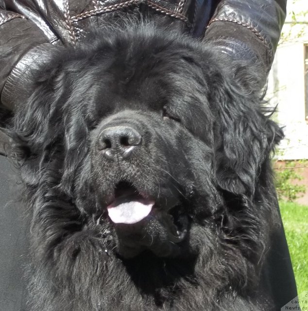 Фото: ньюфаундленд Фанньюф Уилгрэм Сэр