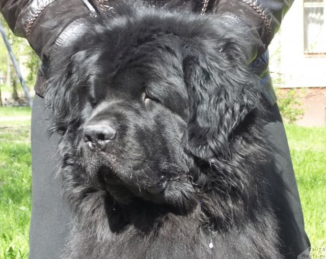 Фото: ньюфаундленд Фанньюф Уилгрэм Сэр