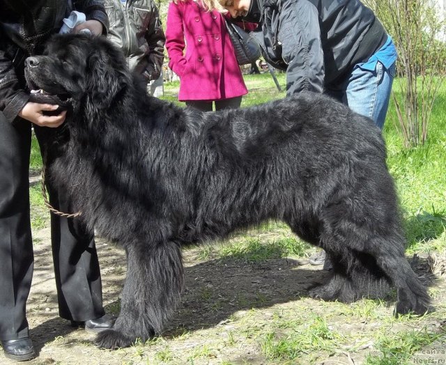 Фотография № 95953