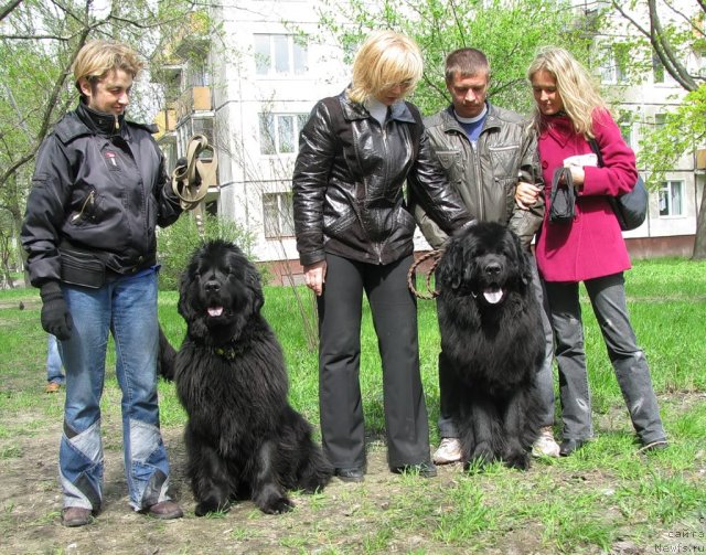 Фото: ньюфаундленд Фанньюф Улетная Девчонка (Funnewf Uletnaya Devchenka), ньюфаундленд Фанньюф Уилгрэм Сэр, Ольга Браславская, Елена Бакова