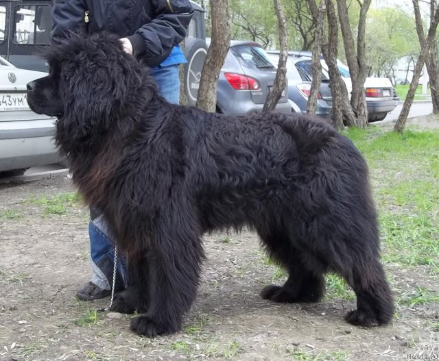 Фото: ньюфаундленд Фанньюф Удачный Шалопай