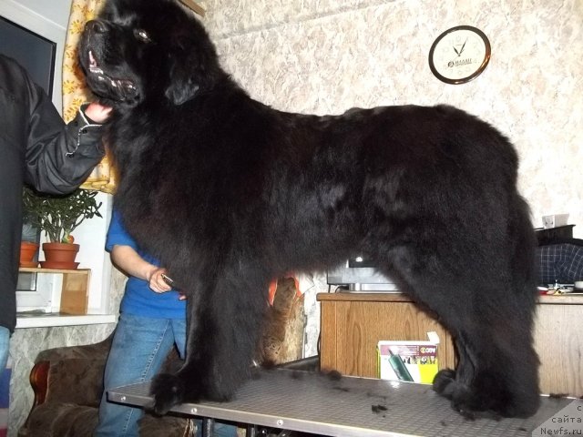 Фото: ньюфаундленд Фанньюф Удачный Шалопай