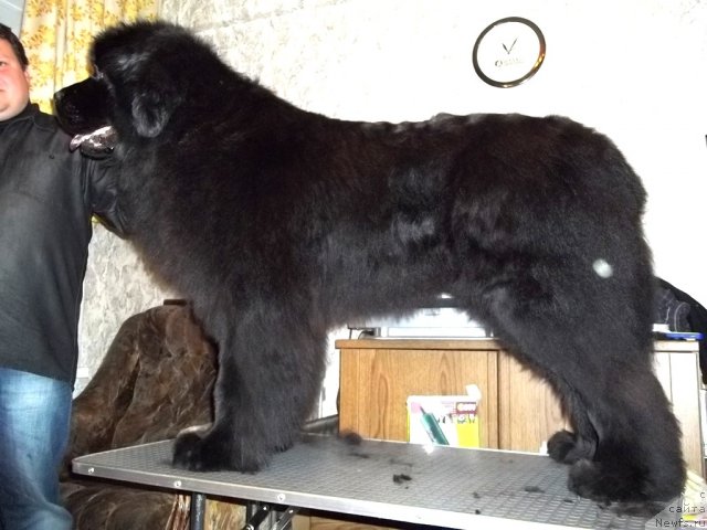 Фото: ньюфаундленд Фанньюф Удачный Шалопай