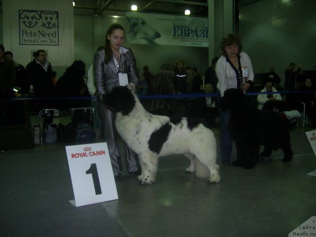 Фото: ньюфаундленд Супер Бизон Батон