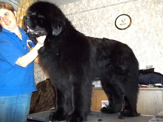 Фото: ньюфаундленд Фанньюф Удачный Шалопай, Ольга Браславская