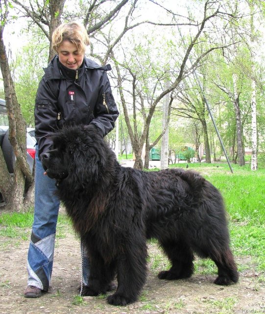 Фото: ньюфаундленд Фанньюф Удачный Шалопай