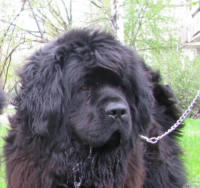 Фото: ньюфаундленд Фанньюф Удачный Шалопай