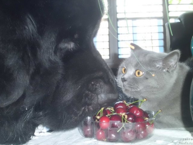 Фото: ньюфаундленд Питерньюф Чао-Какао