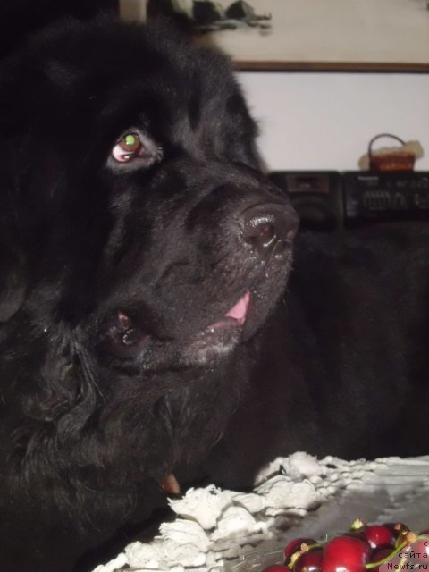 Фото: ньюфаундленд Питерньюф Чао-Какао